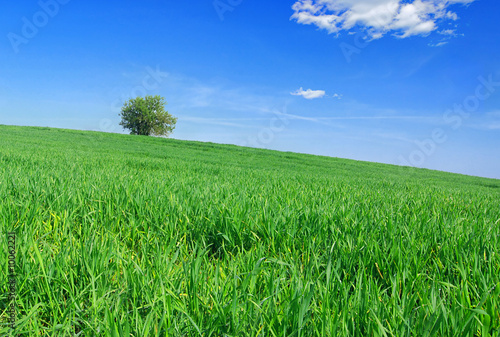 Lonely tree in the spring - with a green grass and blue sky