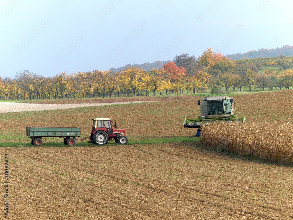 Fototapeta premium Traktor und Mähdrescher bei der Ernte