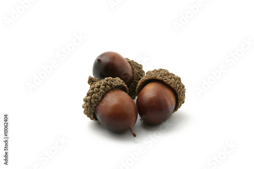 three acorn isolated on white background