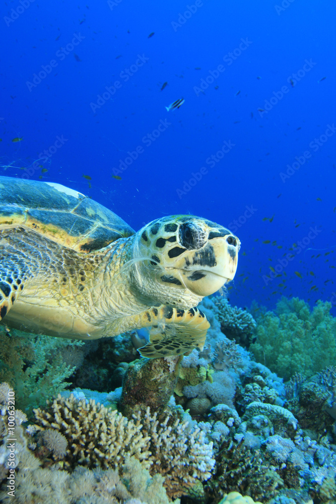 Hawksbill Turtle eating Hawksbill Turtle eating
