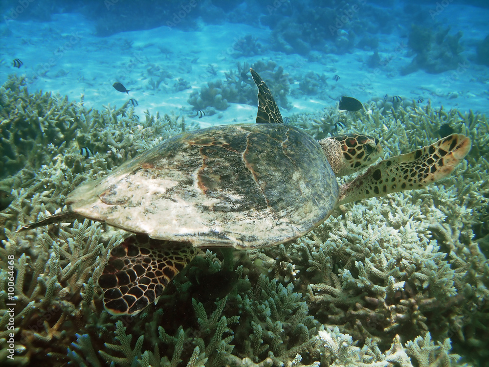 Fototapeta premium Sea turtle is swimming over a coral reef with various fish