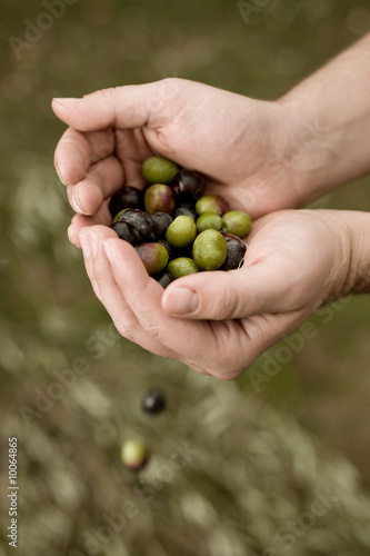 Fresh olives. Toned image.