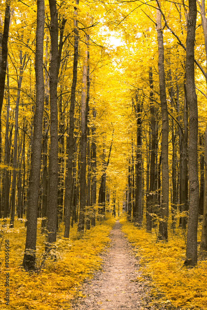 Fototapeta premium nature. forest with yellow leaves in autumn