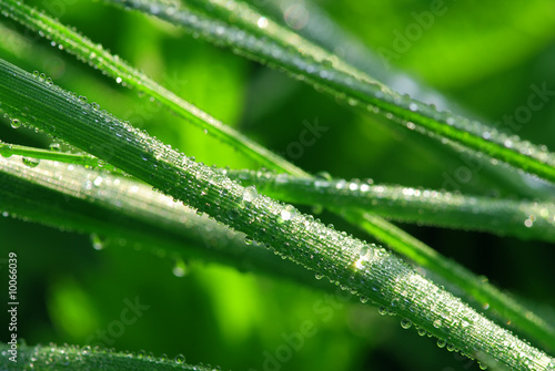 Beautiful leaf macro. Morning covered it by tiny drops of dew.