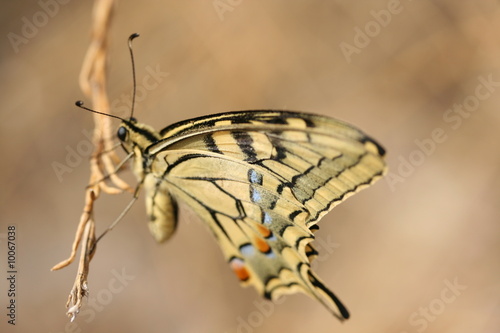 papillon © jahstiennon