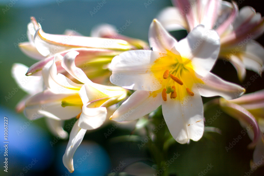 Fototapeta premium White flowers