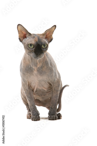 Fototapeta Naklejka Na Ścianę i Meble -  Sphynx Hairless Cat