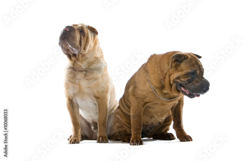 two Chinese shar-pei dogs
