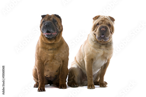 Fototapeta Naklejka Na Ścianę i Meble -  two Chinese shar-pei dogs