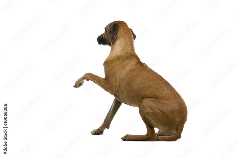 rhodesian ridgeback dog rhodesian ridgeback dog