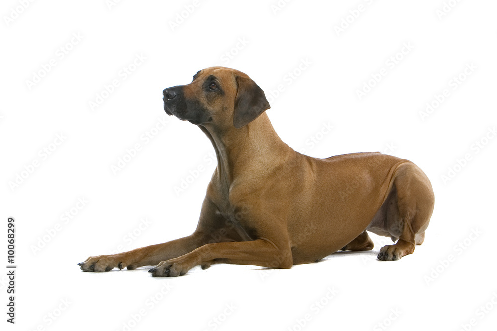 rhodesian ridgeback dog rhodesian ridgeback dog