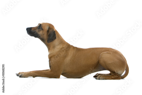 rhodesian ridgeback dog