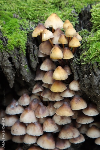 champignon des bois