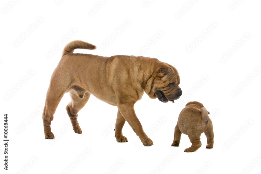 Chinese shar-pei dog and a puppy Chinese shar-pei dog and a puppy