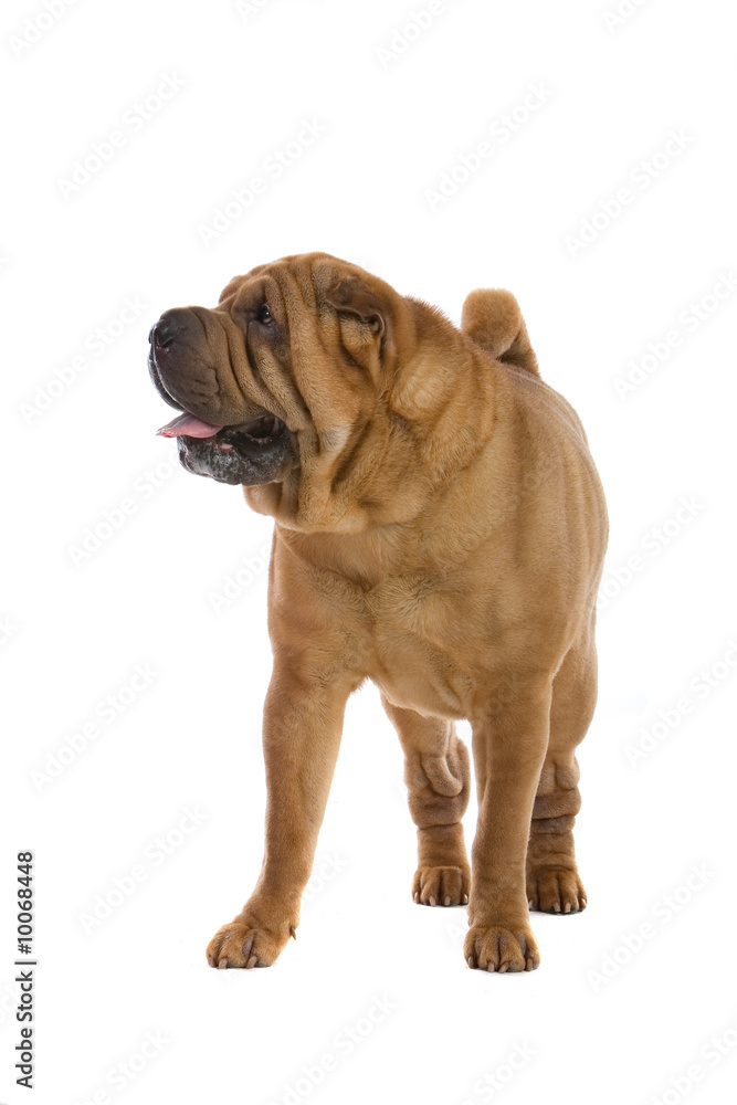 Chinese shar-pei dog