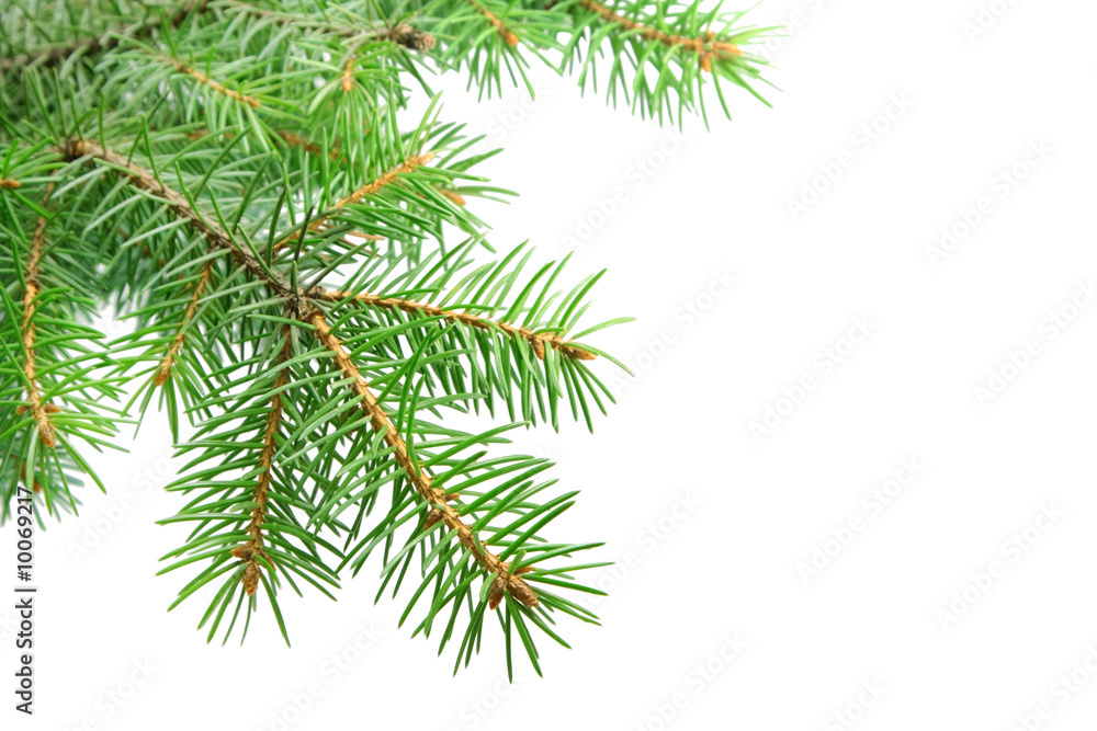 Fir branch isolated over white background Fir branch isolated over white background