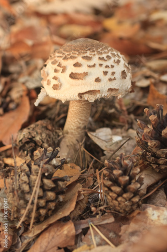 Parasol mushroom in the forest.