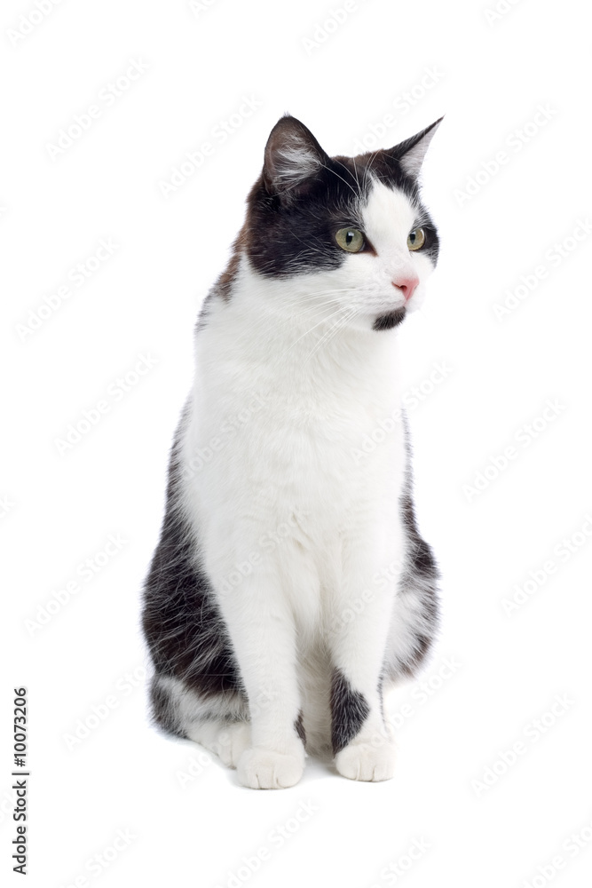 black and white cat isolated on white