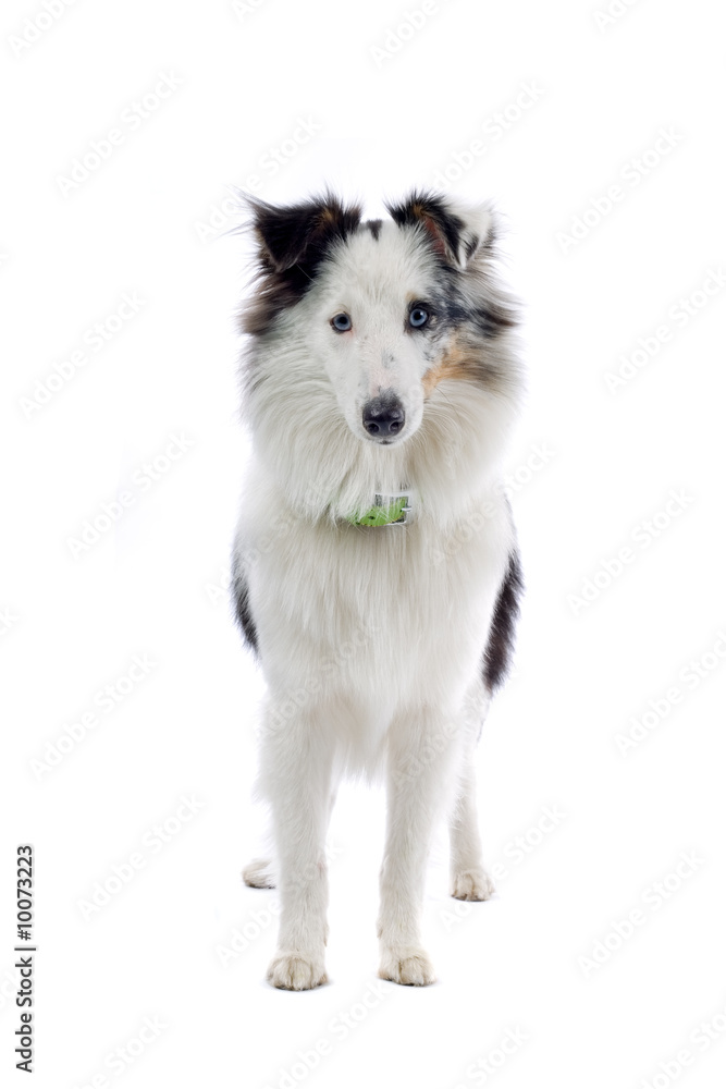 shetland sheepdog isolated on white