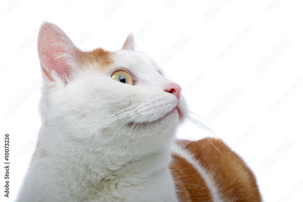 red and white cat isolated on a white background