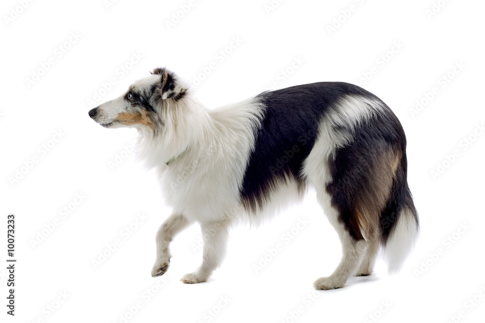 shetland sheepdog isolated on white