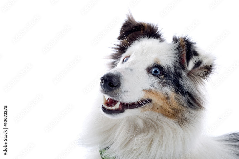 shetland sheepdog isolated on white