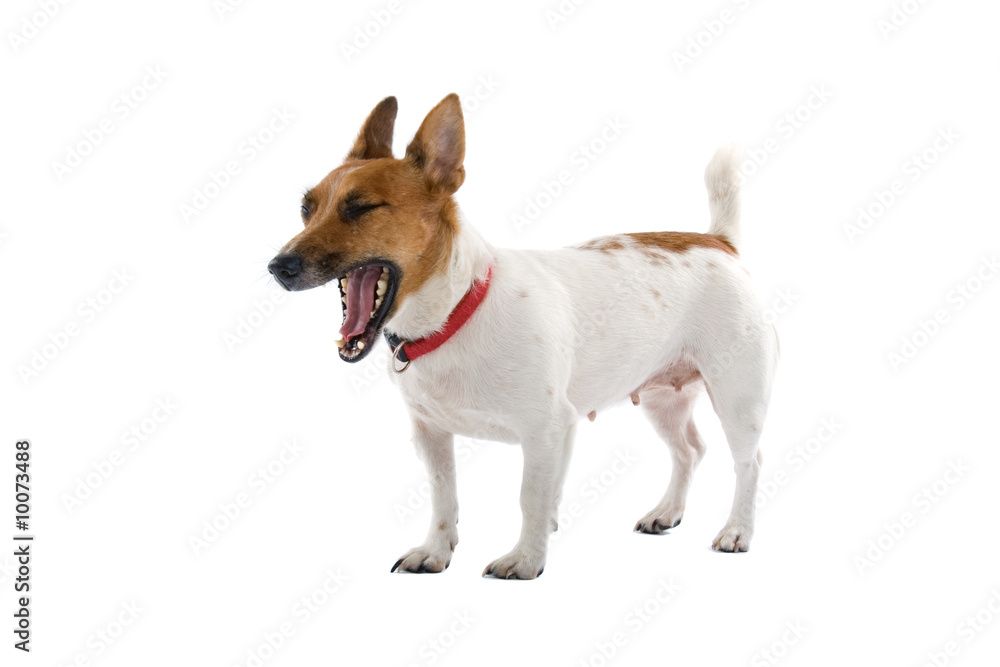 jack russell terrier dog jack russell terrier dog