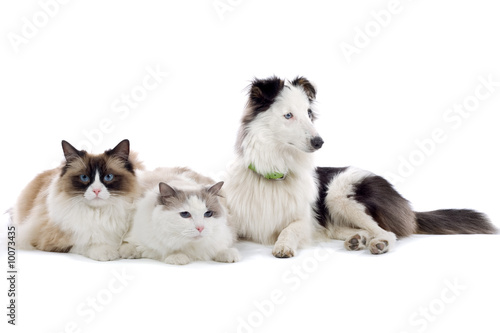 two cats and a shetland sheepdog isolated on white