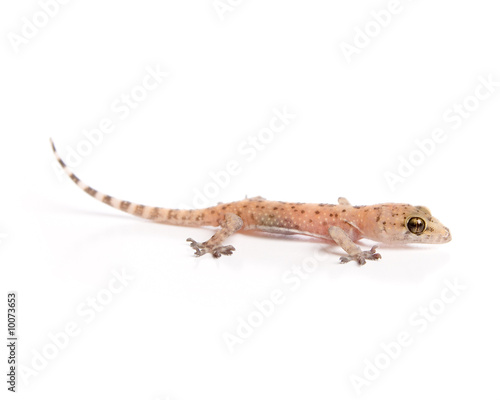 Studio shot of gecko isolated on white