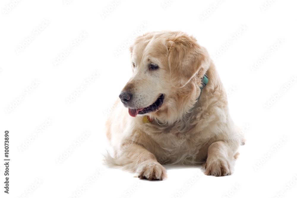 golden retriever