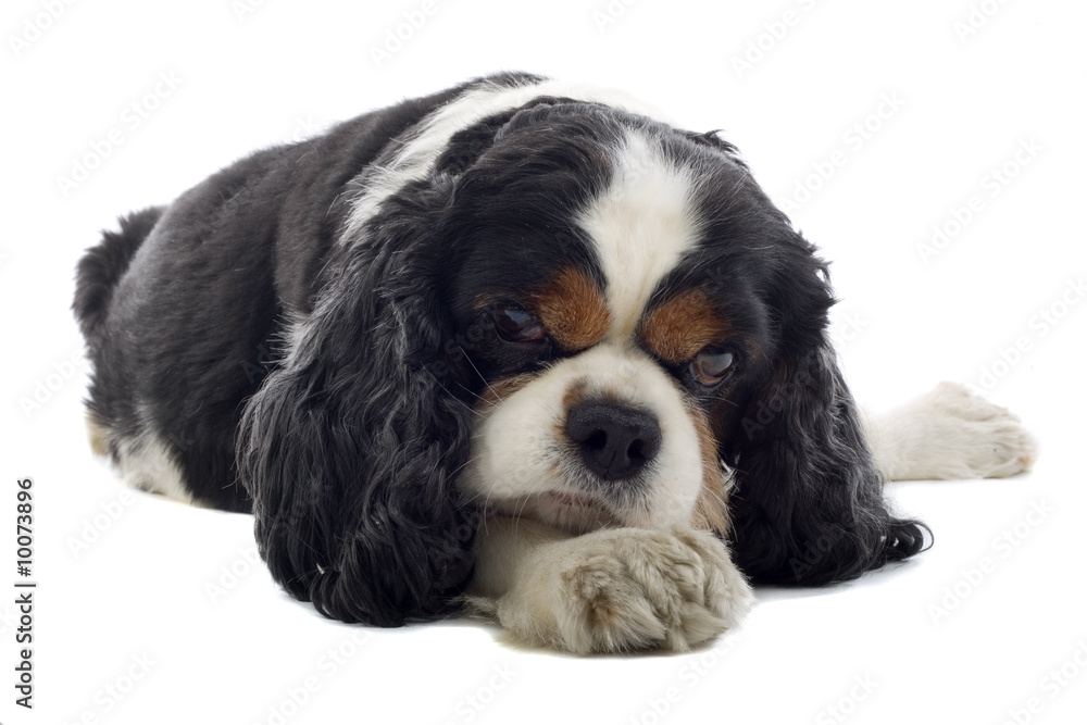 Cavalier King Charles Spaniel Cavalier King Charles Spaniel