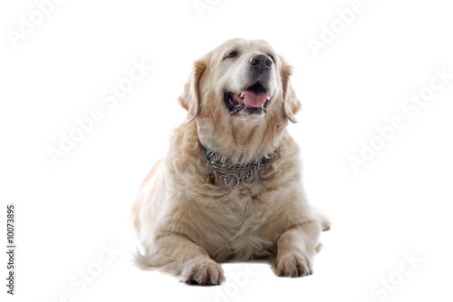 golden retriever