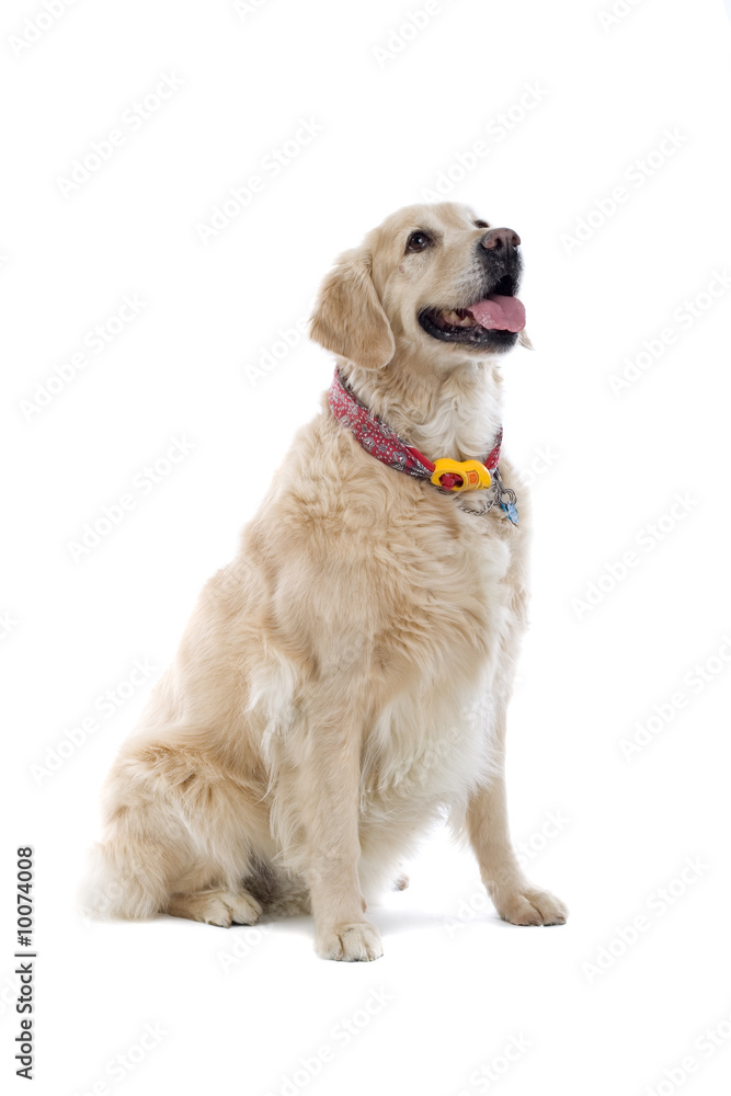 golden retriever