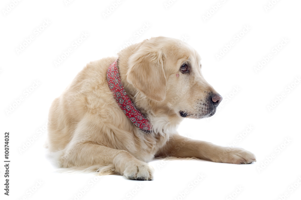 golden retriever golden retriever