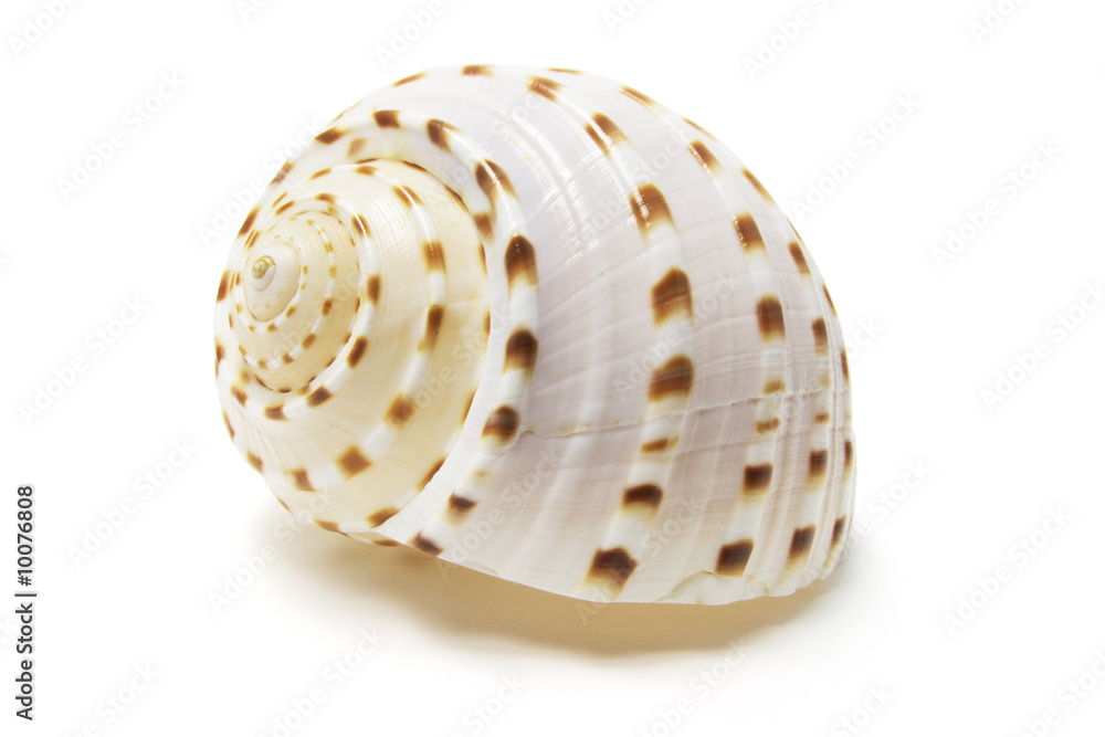 Conch Shell on Isolated White Background Conch Shell on Isolated White Background
