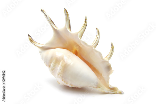 Spider Conch Seashell on White Background