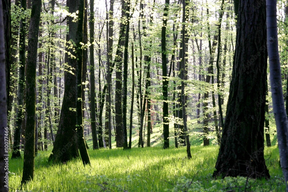 Obraz premium sous bois au printemps