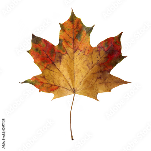 Maple Leaf isoladet on white