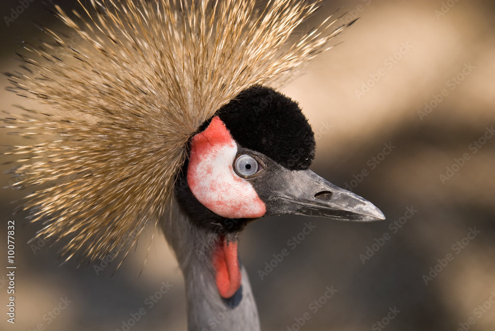 Fototapeta premium Gru Coronata