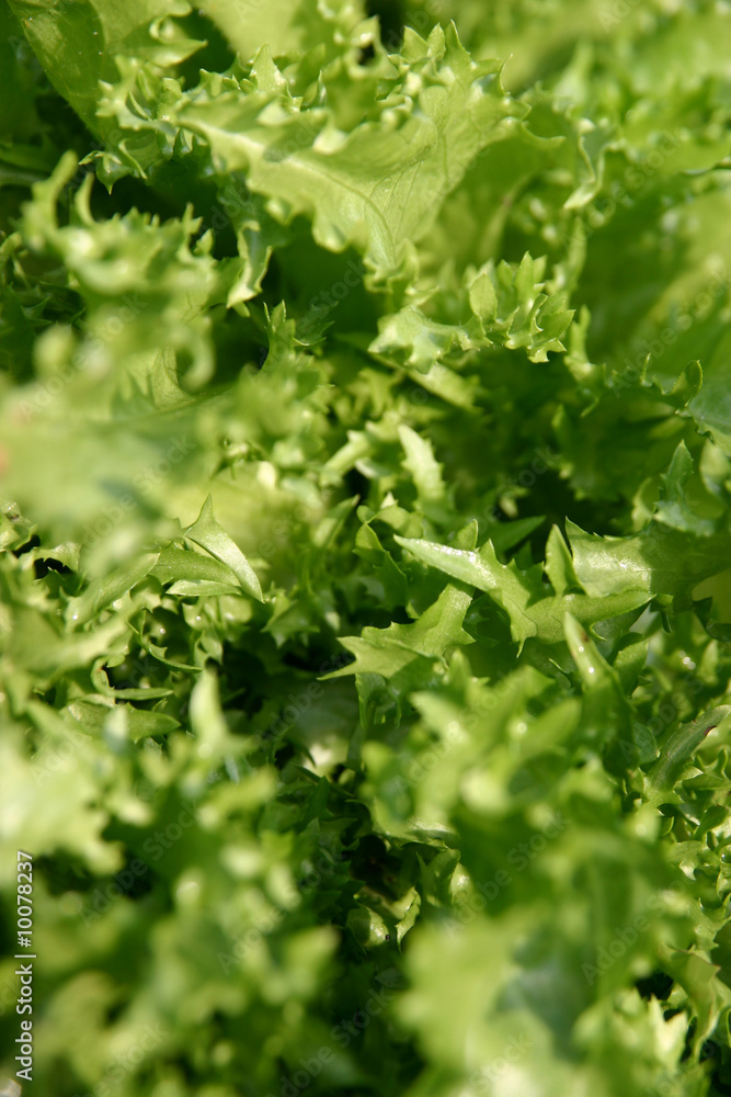 Schnittsalat Schnittsalat