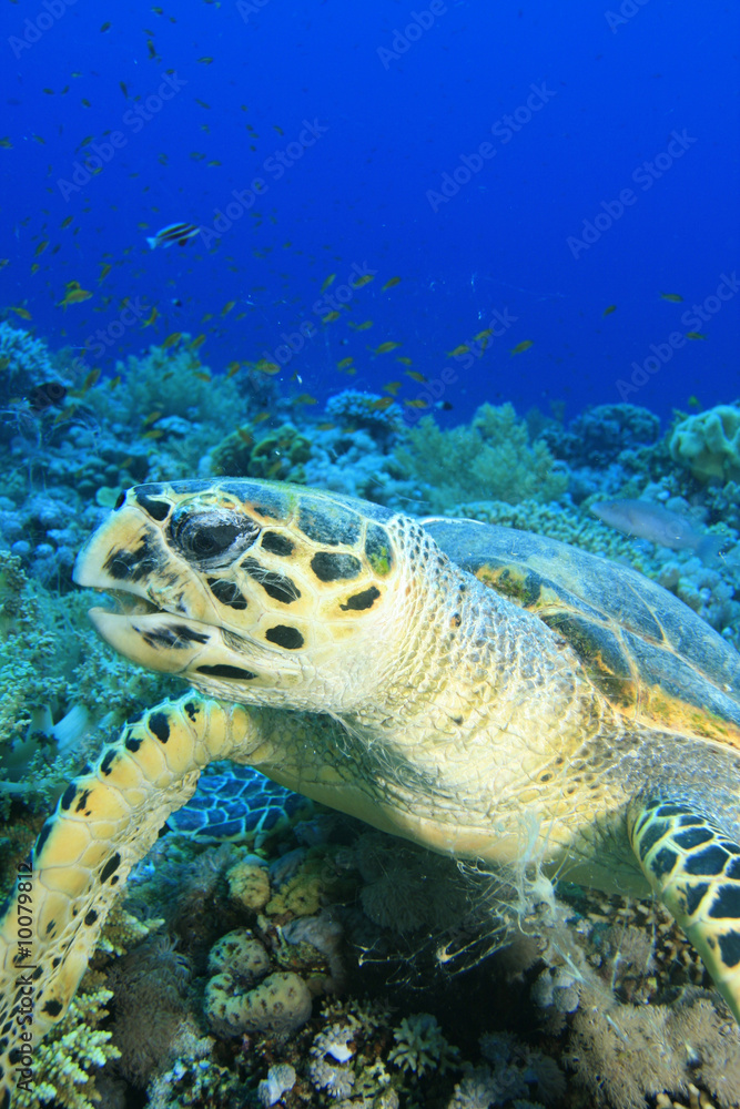 Obraz premium Hawksbill Turtle chewing Coral
