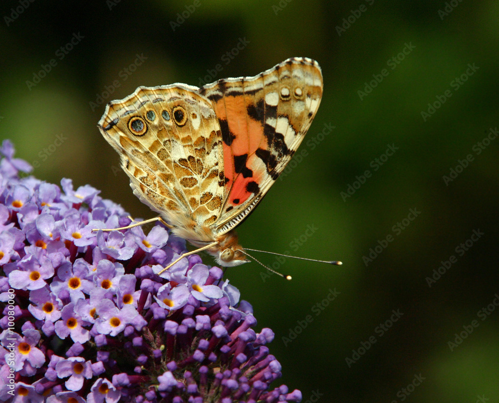 Bild auf Leinwand painted lady