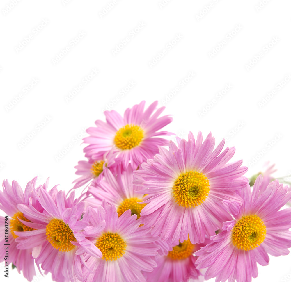Bouquet of colorful pink chrysanthemum