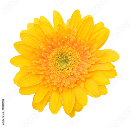 beautiful and colorful daisy flowers on white background