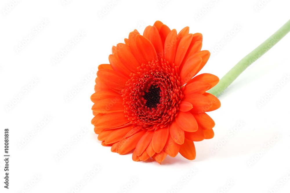 gerbera daisy flower isolated on white background gerbera daisy flower isolated on white background