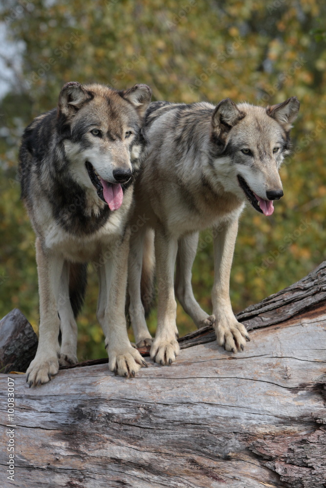 Fototapeta premium wolves canis lupus