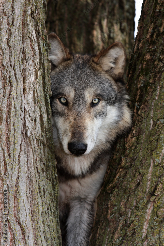 Naklejka premium wolf canis lupus