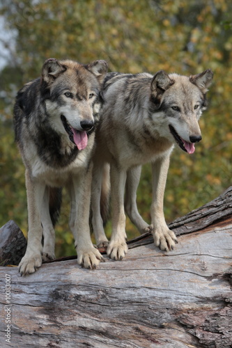 wolves canis lupus © Ryan Jaime