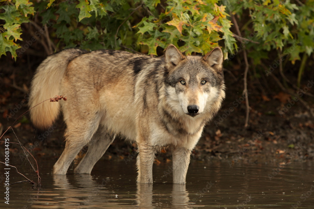 Fototapeta premium wolf in water