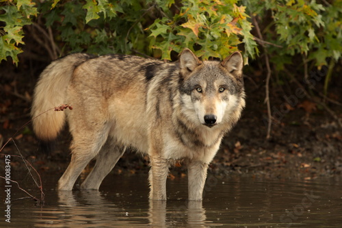 wolf in water